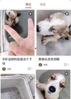 柯基最新爆料视频